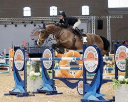 jumper Calco de Trivera (Spanish Sport Horse, 2011, from Calypso)