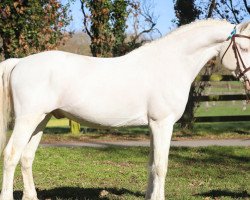 stallion Chivas de la Violette (French Pony, 2012, from Kefir de l'Etang)