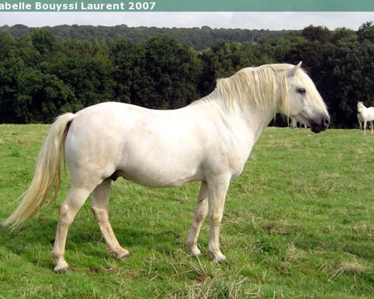 stallion Cocum Thunder Boy (Connemara Pony, 1991, from Thunderbolt)