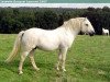 stallion Cocum Thunder Boy (Connemara Pony, 1991, from Thunderbolt)
