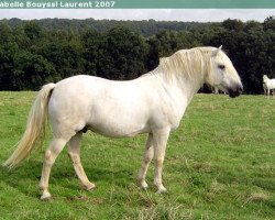 Deckhengst Cocum Thunder Boy (Connemara-Pony, 1991, von Thunderbolt)