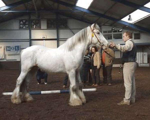 Deckhengst King Arthur van de Asheuvel (Tinker / Irish Cob / Gypsy Vanner, 2005)