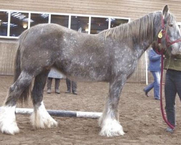 broodmare Lady Lynn of the Owlish Fortress (Tinker / Irish Cob / Gypsy Vanner, 1998)