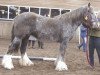 Zuchtstute Lady Lynn of the Owlish Fortress (Tinker / Irish Cob / Gypsy Vanner, 1998)