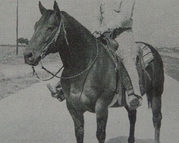 Deckhengst King A (Quarter Horse, 1948, von King)