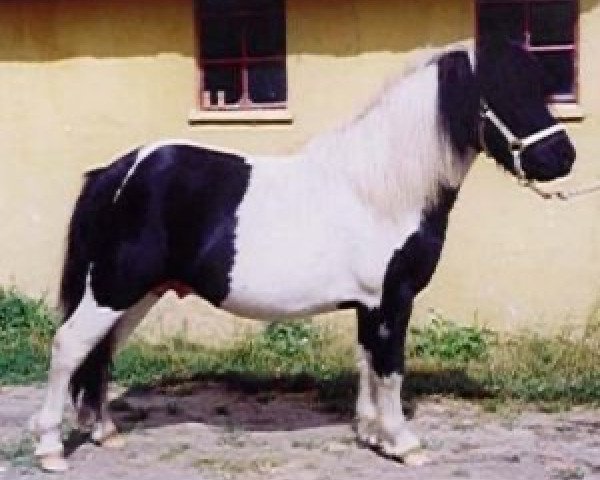 stallion Blazefield Warrior (Shetland Pony, 1993, from Arosfa Deg Wonder Bach)