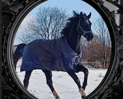 stallion Mc Fly JD (Little German Riding Horse, 2019, from Maestro)