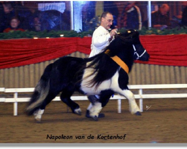 stallion Napoleon v.d.Kortenhof (Shetland Pony, 1998, from Narco v.d. Uitweg)