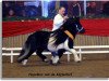 stallion Napoleon v.d.Kortenhof (Shetland Pony, 1998, from Narco v.d. Uitweg)