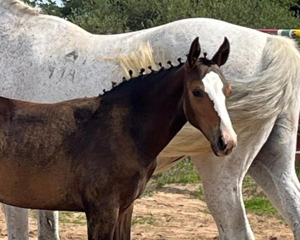 Pferd Valencia (Kleines deutsches Reitpferd, 2023, von Mc Fly JD)