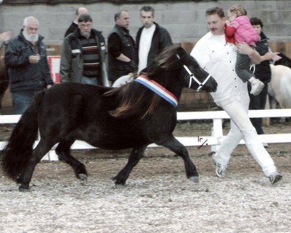 broodmare Shania van de Kuiperij (Shetland Pony,  , from Elegant van de Schaapshoeve)