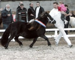 Zuchtstute Shania van de Kuiperij (Shetland Pony,  , von Elegant van de Schaapshoeve)