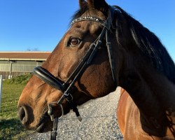 jumper Elli des Lys Jaunes (Bayer, 2013, from Dollar D'Or Sb)