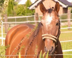 horse Dan 7 (Rhinelander, 1985, from Diamant)