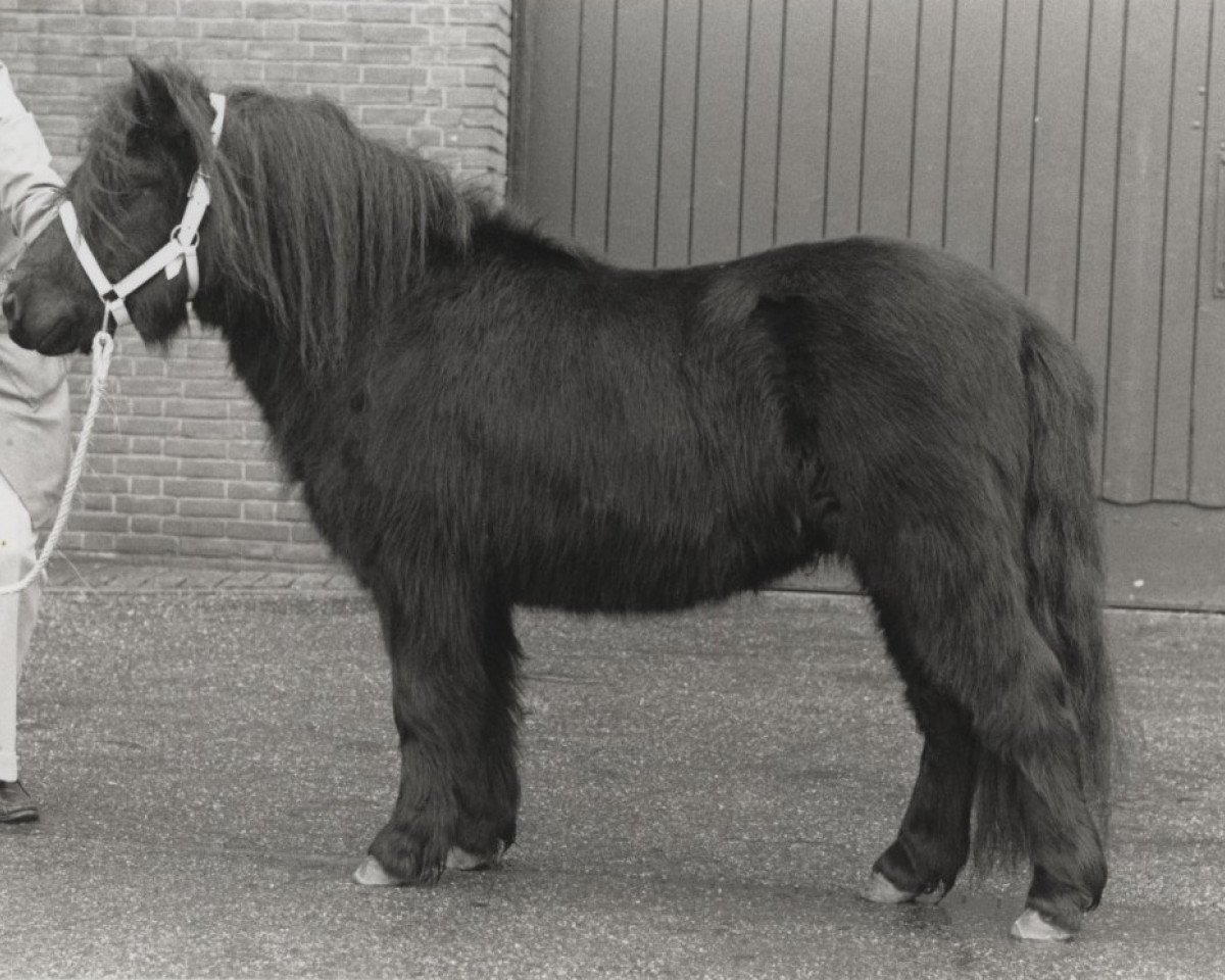 stallion Amice van de Amstelhof (Shetland Pony, 1986, from Rosson of Transy)