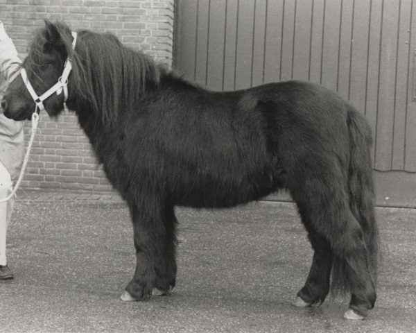 Deckhengst Amice van de Amstelhof (Shetland Pony, 1986, von Rosson of Transy)