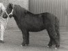 Deckhengst Amice van de Amstelhof (Shetland Pony, 1986, von Rosson of Transy)