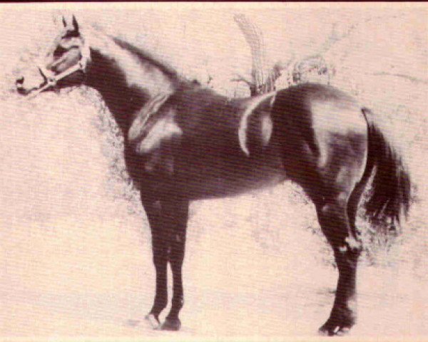 stallion Mr Double Tuff (Quarter Horse, 1967, from Double Thistle)