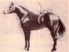 stallion Mr Double Tuff (Quarter Horse, 1967, from Double Thistle)