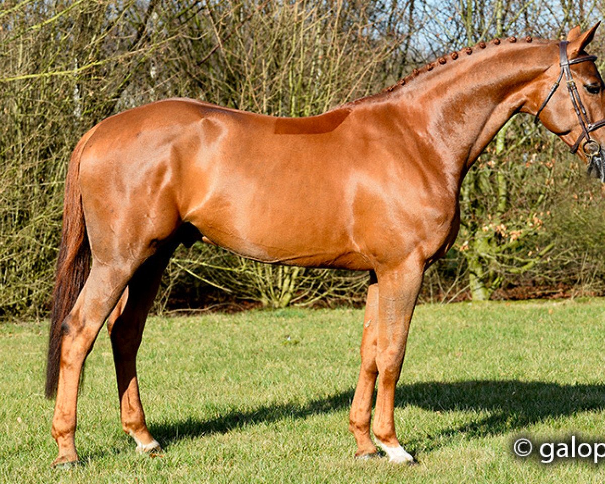Deckhengst Balpar de Trebox Z (Zangersheide Reitpferd, 2010, von Baloubet du Rouet)