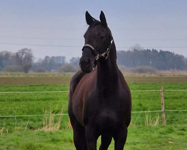 broodmare Dolores (Hanoverian, 2008, from Don Frederico)