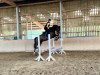 dressage horse Don Daywalker (German Sport Horse, 2019, from Don Royal)