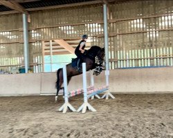 dressage horse Don Daywalker (German Sport Horse, 2019, from Don Royal)