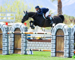 Springpferd Granito Noordenhoek (KWPN (Niederländisches Warmblut), 2011, von Corland)