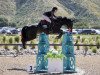 jumper Stapel Gold (Oldenburg show jumper, 2016, from Stakkato Gold)