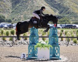 jumper Stapel Gold (Oldenburg show jumper, 2016, from Stakkato Gold)