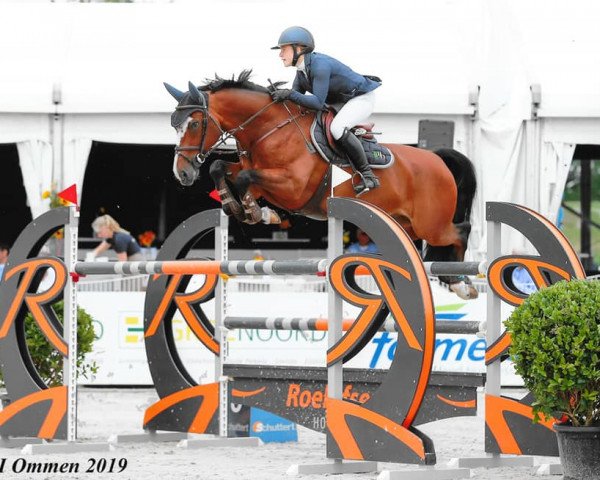 jumper Ferdinand W (Royal Warmblood Studbook of the Netherlands (KWPN), 2010, from Carthino Z)