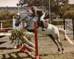 horse Perry blue (German Riding Pony, 1991, from Port)