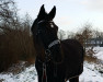 dressage horse Donatus 98 (Hanoverian, 2000, from De Niro)