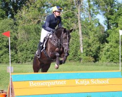 jumper Sunny's Abbygale (German Riding Pony, 2012, from Gasparone)