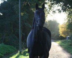 jumper Salvator 30 (Hanoverian, 2007, from Satisfaction FRH)