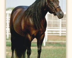 Deckhengst Lean With Me (Quarter Horse, 1990, von Smart Little Lena)