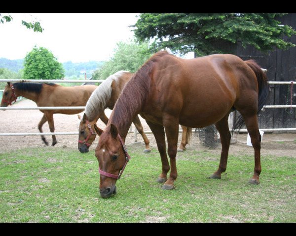 broodmare Podocos Magic Tivio (Quarter Horse, 1997, from Podoco)