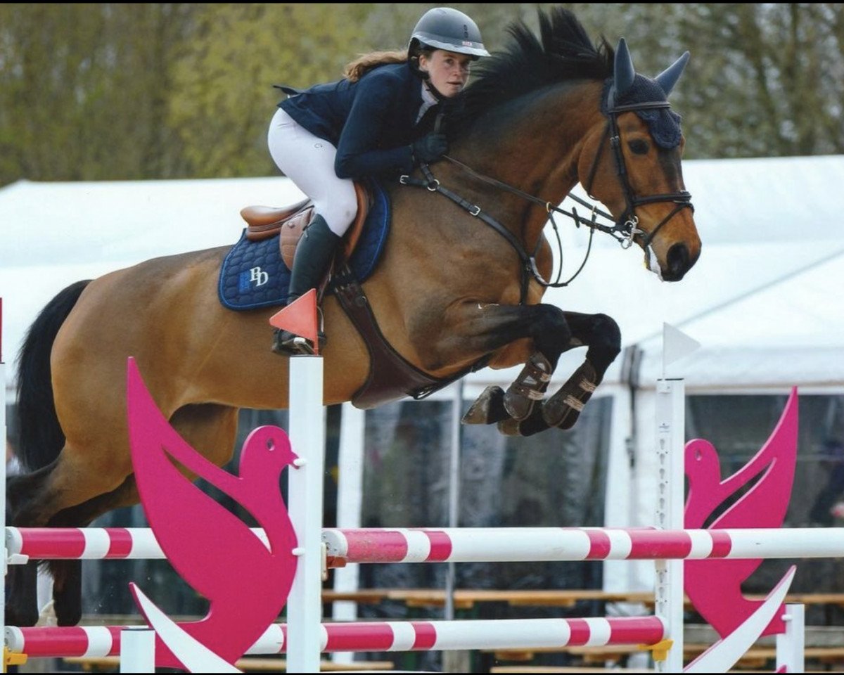 jumper My Touch van 't Santbosch (KWPN (Royal Dutch Sporthorse), 2017, from Finishing Touch Wareslage)