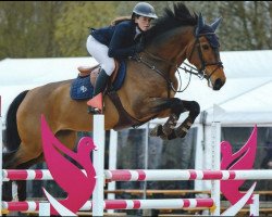 Springpferd My Touch van 't Santbosch (KWPN (Niederländisches Warmblut), 2017, von Finishing Touch Wareslage)