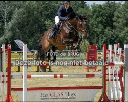 jumper Galandra (KWPN (Royal Dutch Sporthorse), 2011, from Eldorado vd Zeshoek Tn)