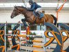 jumper Lady van 't Santbosch (KWPN (Royal Dutch Sporthorse), 2016, from Eldorado vd Zeshoek Tn)