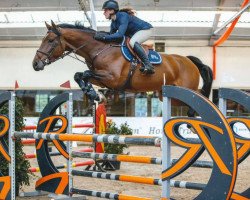 jumper Lady van 't Santbosch (KWPN (Royal Dutch Sporthorse), 2016, from Eldorado vd Zeshoek Tn)