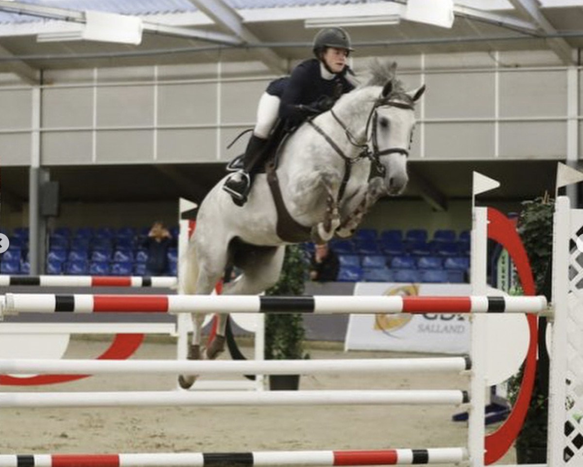 broodmare Grasina vd Groote Kamps (KWPN (Royal Dutch Sporthorse), 2011, from Corland)