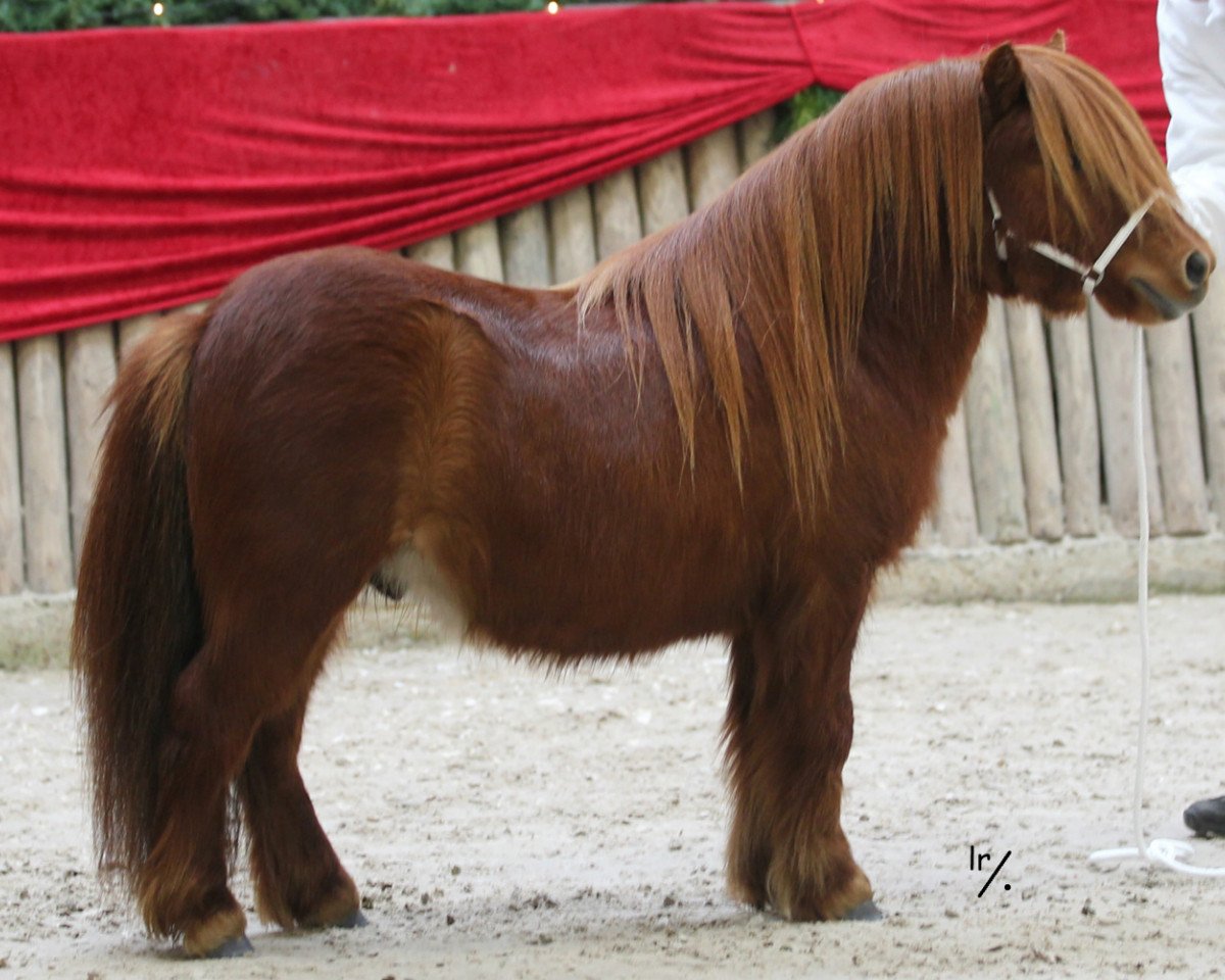 Deckhengst Concorde of Sportview (Shetland Pony, 2009, von Peer van de Raven)