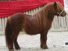 stallion Concorde of Sportview (Shetland Pony, 2009, from Peer van de Raven)