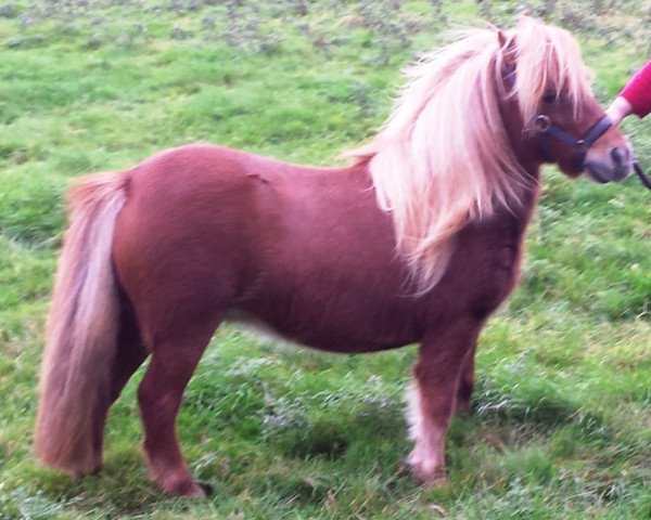 broodmare Valetta of Sportview (Shetland Pony, 2004, from Gold Star van de Beatrixlaan)