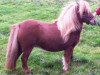 Zuchtstute Valetta of Sportview (Shetland Pony, 2004, von Gold Star van de Beatrixlaan)