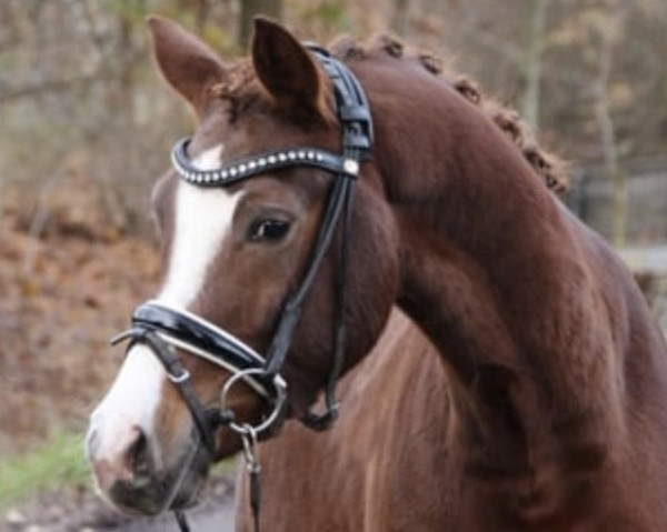 dressage horse Daccordo (German Riding Pony, 2020, from D'Accord T 3)