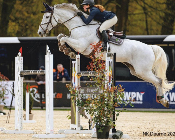Springpferd Jolie F (Koninklijk Warmbloed Paardenstamboek Nederland (KWPN), 2014, von Namelus R)