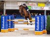 Springpferd Douglas Vs (KWPN (Niederländisches Warmblut), 2008, von Tolan R)